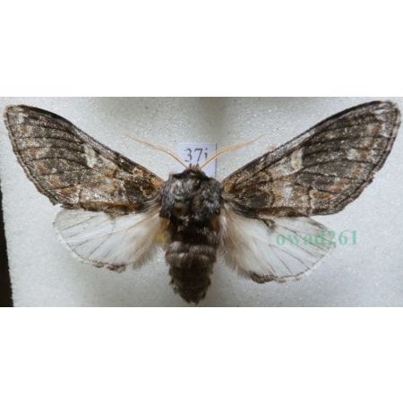 Notodonta tritophus (Denis & Schiffermüller, 1775) male Garbatka miesięcznica Czech37j
